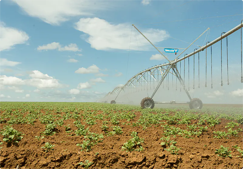 Porquê Bem Brasil 01